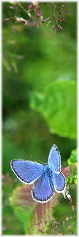 Bl�uling auf gr�ner Wiese