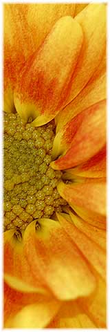 Bl�te aus Nachbarins Blumenkasten