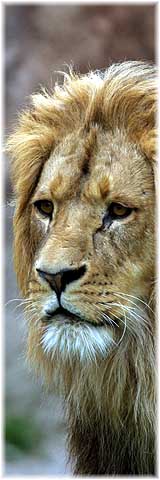 L�we im Leipziger Zoo