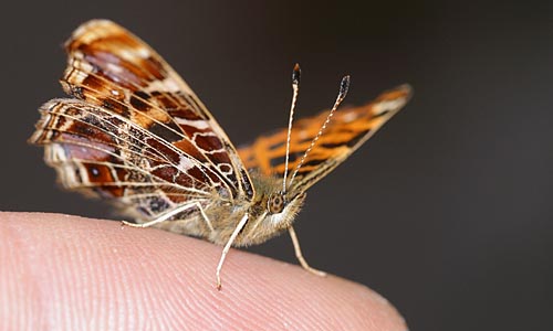 Landk�rtchen, auf meinem Balkon von der Raupe bis zum Schmetterling